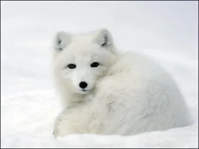 Quel est ce renard ?