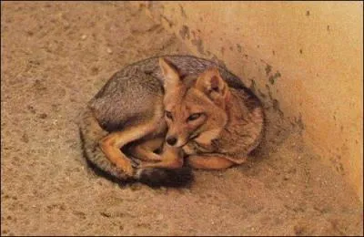 Quel est ce renard ?