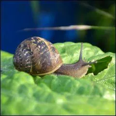 Quel est ce mollusque qui a l'air bien décidé à manger ma salade ?