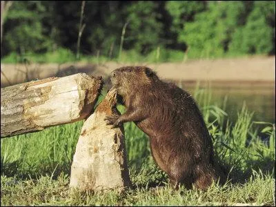 En une demi-heure il peut abattre un arbre dont le tronc fait 12 cm de diamètre. Quel est ce rongeur ?