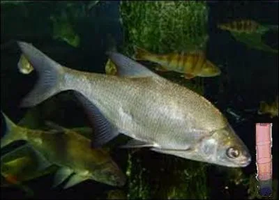 Dans quoi allez-vous mettre les brèmes que vous venez d'attraper ?