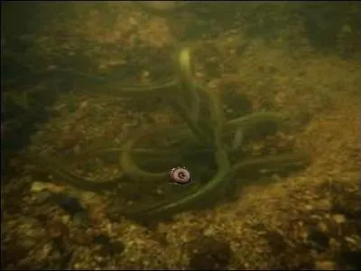 On l'appelle poisson flûte en raison des trous alignés ouvrant sur les branchies et on le pêche encore dans la Loire. Qui vous observe ?