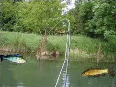 On dit que la tanche ne se donne qu'aux pêcheurs patients, alors trouvez-la sur l'illustration !
