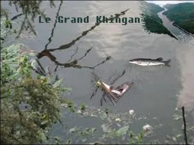 Quels poissons voyez-vous, et où êtes-vous en train de pêcher ?