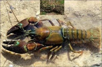 Comment était appelée cette pêche à l'écrevisse, autrefois ?