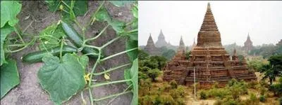 Le roi birman Theinhko a été tué par le fermier. Par peur du désordre, la reine a réussi à l'imposer comme le nouveau roi. Mais, pour quelle raison idiote, ce roi bien imprudent fut-il tué ?