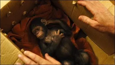 Quel est son effet ?