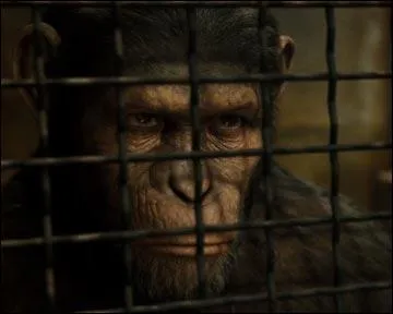 Après l'agression du voisin, où emmène-t-on Cesar ?