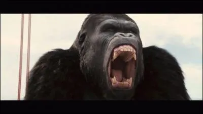 Parmi les singes emprisonnés, quel animal très dangereux délivre-t-il ?