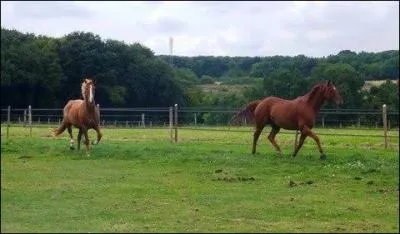 Quelle pratique en équitation n'existe pas ?