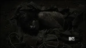 Qui est la jeune fille retrouvée dans le bois ?