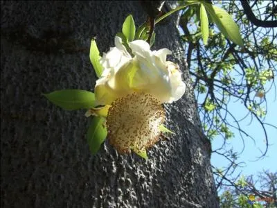 Les fleurs du baobab éclosent à la tombée de la nuit et se fanent au petit matin. Elles émettent un parfum puissant qui attire les pollinisateurs nocturnes. Ce sont des ... .