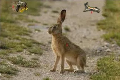 Quel animal n'est pas dans son milieu naturel ?