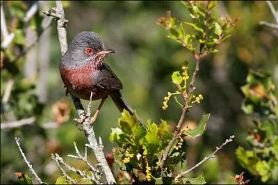 Quel est cet oiseau qui bénéficie d'une protection totale sur le territoire français ?
