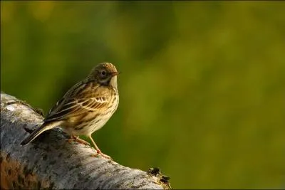 Quel est le nom de cet oiseau migrateur qui est appelé béguinette en wallon ?