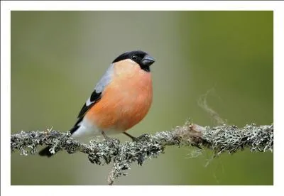 Terminons par une note colorée, quel domaine fréquente le bouvreuil pivoine ?