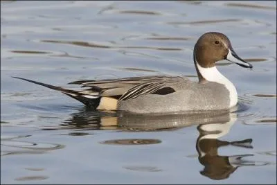 Quel est ce canard migrateur que l'on peut voir l'hiver en France ?