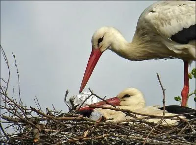Quel est le poids moyen d'un oeuf de cigogne blanche ?