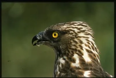 Où émigre la bondrée apivore en hiver ?