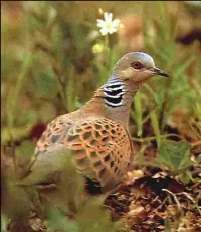 Quel est le nom de cette élégante tourterelle ?