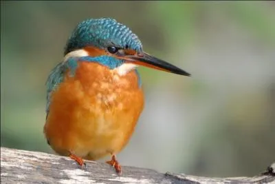 Vous avez bien sûr tous reconnu le martin-pêcheur d'Europe mais connaissez-vous son poids ?