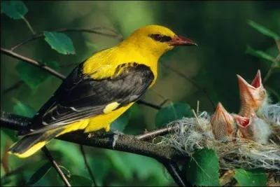 Encore un bel oiseau coloré, le loriot d'Europe, mais quel est son chant ?