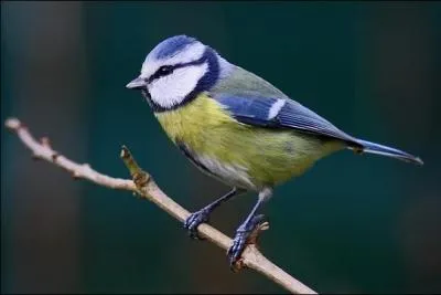 De quelle couleur sont les oeufs de la mésange bleue ?