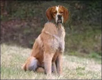 Voilà un étrange résultat, le produit d'une étrange sélection. Quel est ce chien ?