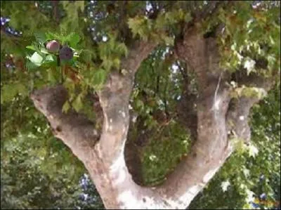 Qu'est-ce qui se cache dans le platane ?
