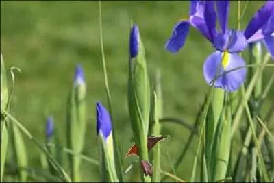 Que remarquez-vous sur la tige de l'un des iris ?