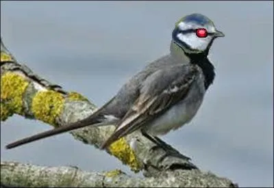 Cet oiseau a le corps d'une bergeronnette, la tête d'une ---------, et l'il -------.