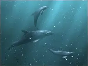 Il y en a qui sont des requins d'autres des maquereaux, celui-là est le ----------. Son nom n'en cache pas moins de coupables activités.