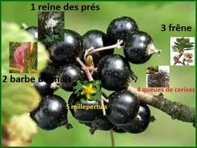 Quelle plante ne mettrez-vous pas dans votre mélange de tisane diurétique ?