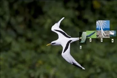 Le phaéton à bec jaune est l'un des oiseaux de mer les plus remarquables de l'île de La Réunion.
Quelle est la queue qui lui appartient ?