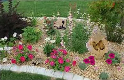 Qui se promène de manière tout à fait improbable dans ce massif de pétunias ?