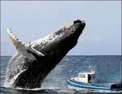 Quelle est la plus grosse des baleines ?