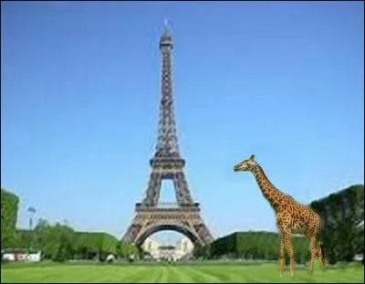 Combien de vertèbres cervicales possède la girafe ?