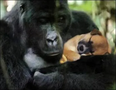 Quelle est la durée de vie d'un gorille ?