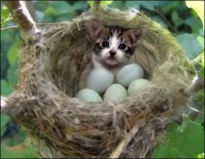 De quelle couleur sont les ufs du merle noir ?