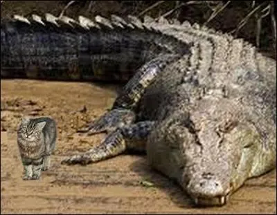 De quelle espèce sont les crocodiles ?