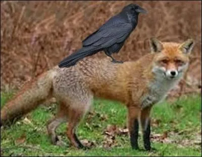 Combien d'ufs pond la femelle du corbeau freux ?