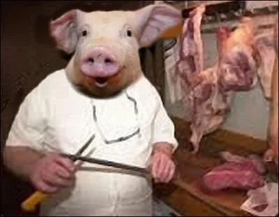 Quelle est la durée de gestation d'une truie ?