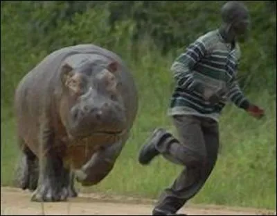 Quelle est la vitesse maximum d'un hippopotame ?