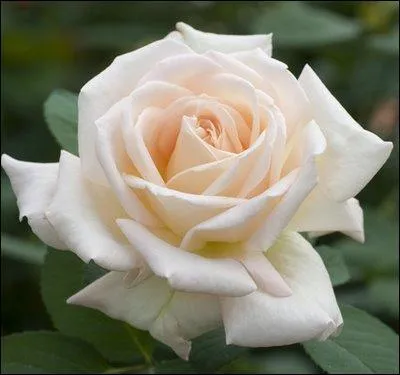 Quelle est la signification d'une rose de couleur blanche ?