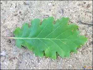 Feuille du roi de la forêt, ...