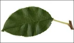 Quels fruits donne l'arbre auquel cette feuille a été retirée ?