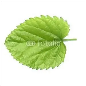 Quel est l'heureux propriétaire de cette petite feuille ?