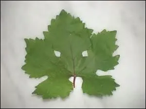 Lequel de ces fruits peut-on associer à cette feuille ?