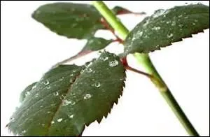 Voici à présent les feuilles...