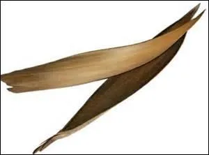 À quel arbre ceci appartient-il ?